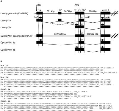 Promoter-Specific Expression and Genomic Structure of IgLON Family Genes in Mouse